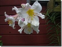 Suvi2011 048